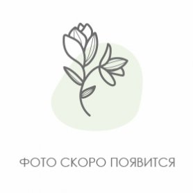 51 Розовая роза от интернет-магазина «Pink flowel» в Воронеже