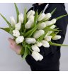 Тюльпан Белый