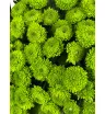 Хризантема кустовая «Feeling Green» 1