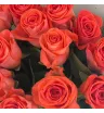 Коралловое настроение 1