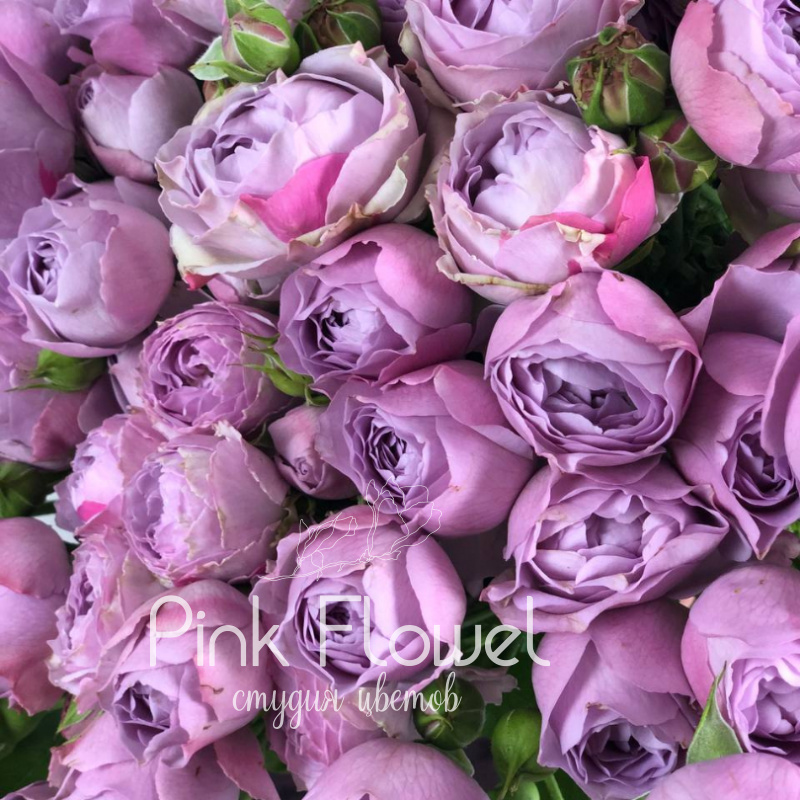 Кустовая роза «Лавандер Бабблз» (Lavender Bubbles) 1