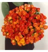 Кустовая роза «Фиеста» (Fiesta)