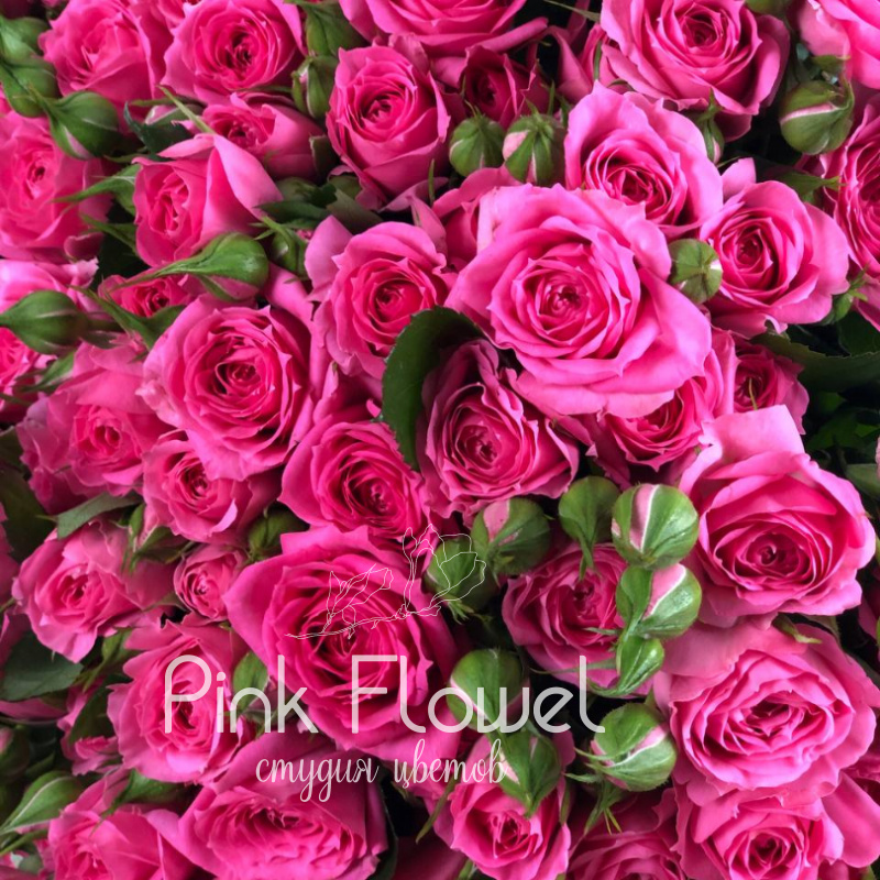 Кустовая роза «Пинк Дайменшенс» (Pink Dimensions) 1