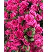Кустовая роза «Пинк Дайменшенс» (Pink Dimensions) 1