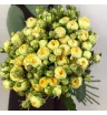 Кустовая роза «Пиони Бабблз» (Pioni Bubbles)