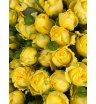 Кустовая роза «Еллоу Бабблз» (Yellow Bubbles) 1