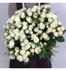 Кустовая роза «Джозефина» (Josephine)