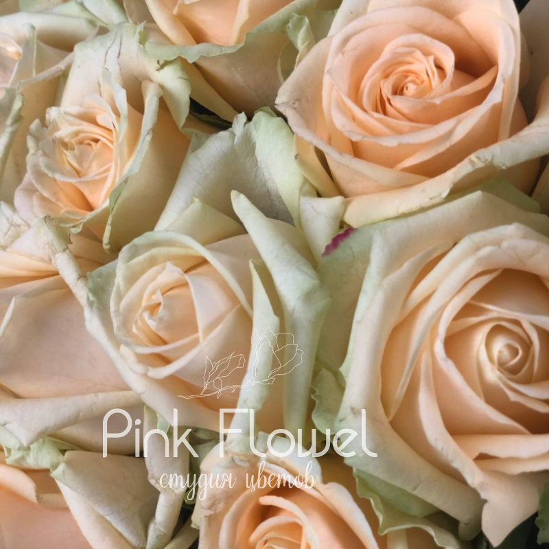 Роза сорта &laquo;Пич Аваланж&raquo; (Peach Avalanche) 1