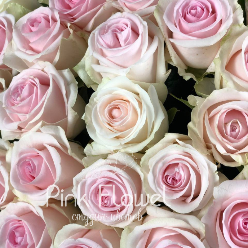 Роза сорта «Пинк Мод» (Pink Mod) 1