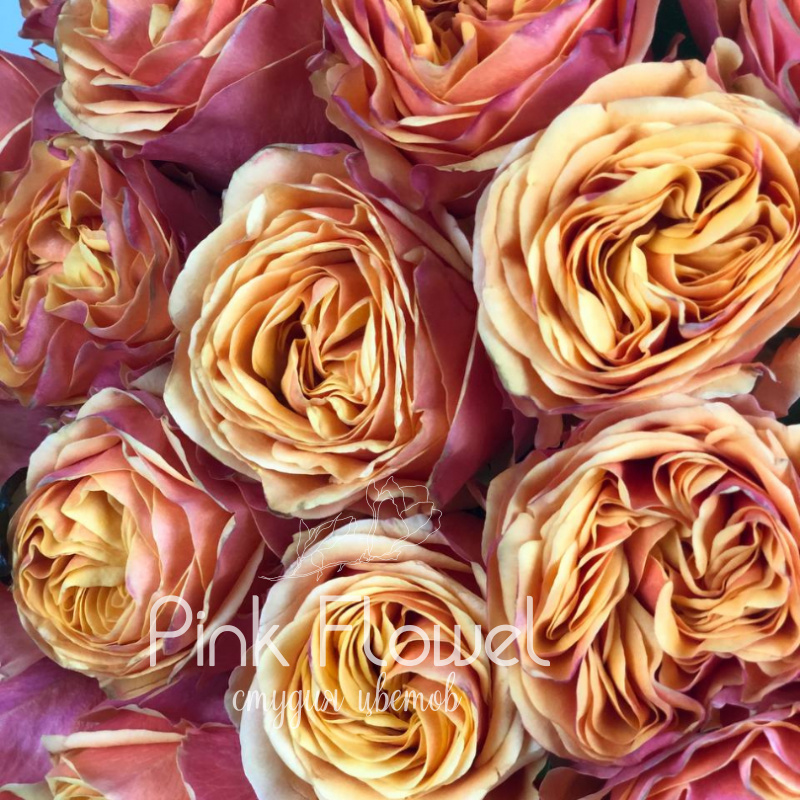Роза сорта &laquo;Лиана Оранж&raquo; (Liane Orange) 1