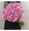 Гвоздика (Диантус) «Сиреневая»